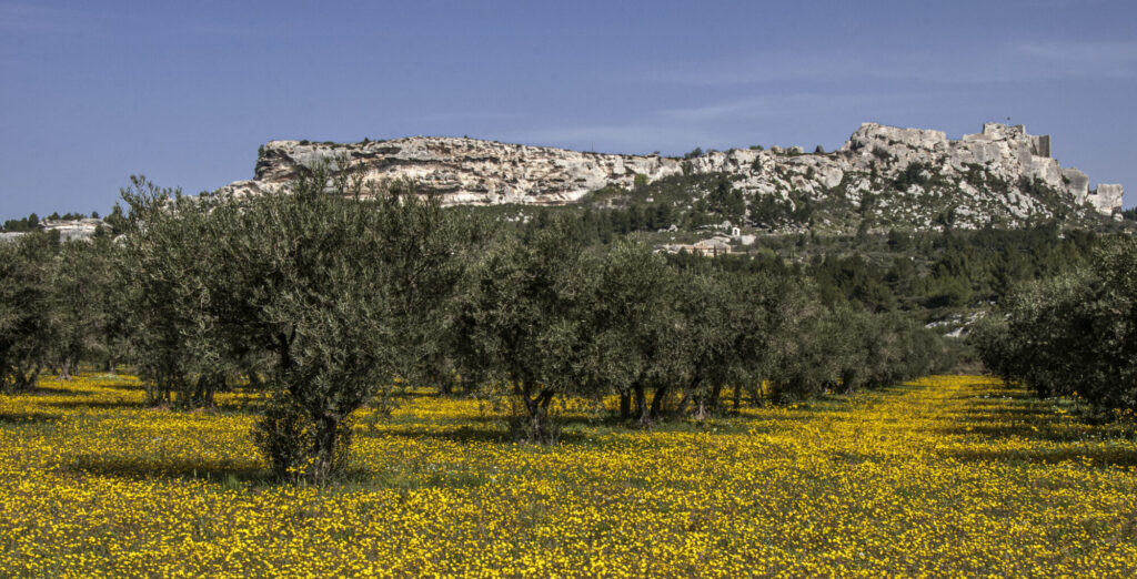 joyeuse provence conseil oliviers les baux de provence paul wanko