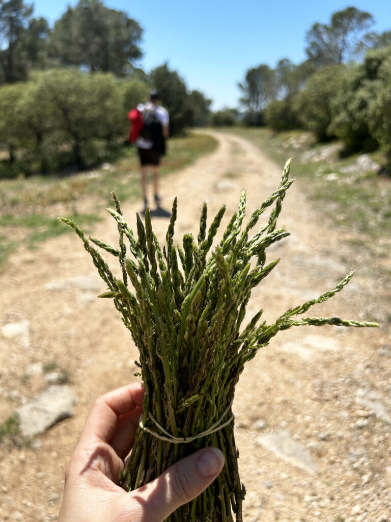 joyeuse provence experiences mosaique asperges sauvages